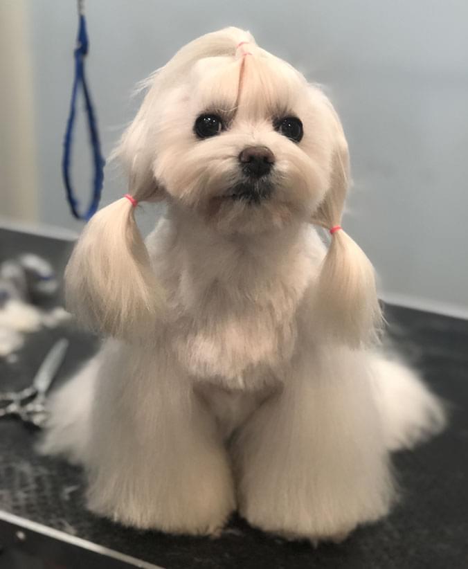 Bichón maltés con corte asiático Advance Bichón maltés con corte asiático de Affinity