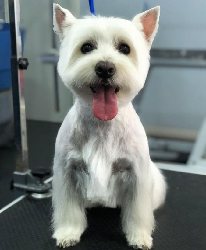 Westie con corte comercial Advance Westie con corte comercial de Affinity