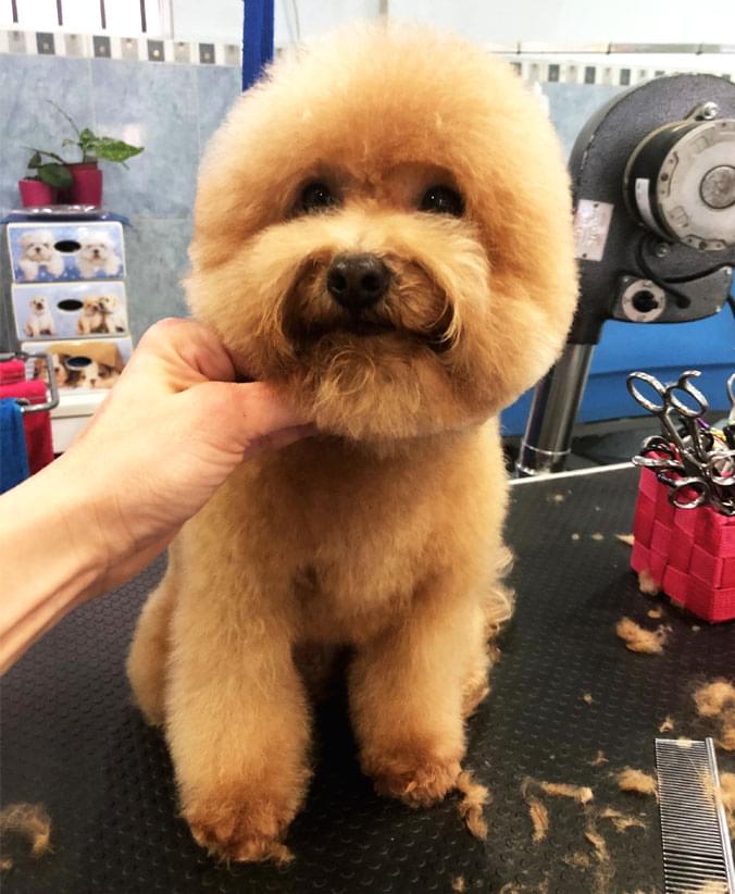 Caniche con corte asiático Advance Caniche con corte asiático de Affinity