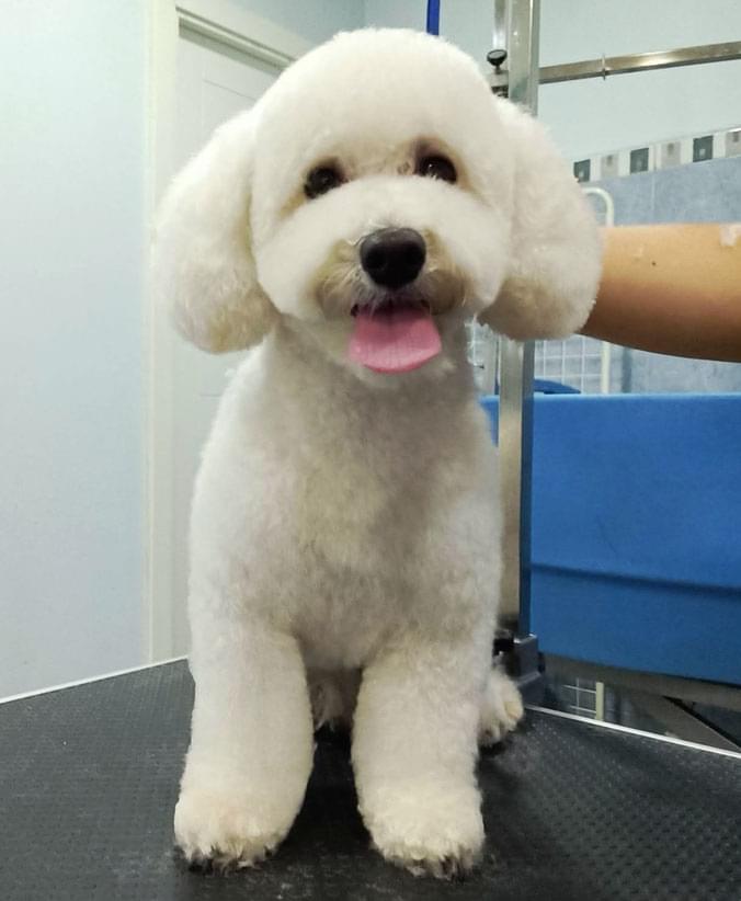 Caniche con corte comercial Advance Caniche con corte comercial de Affinity