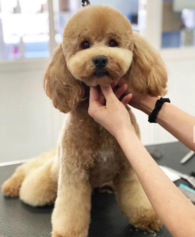 Caniche con corte comercial Advance Caniche con corte comercial de Affinity
