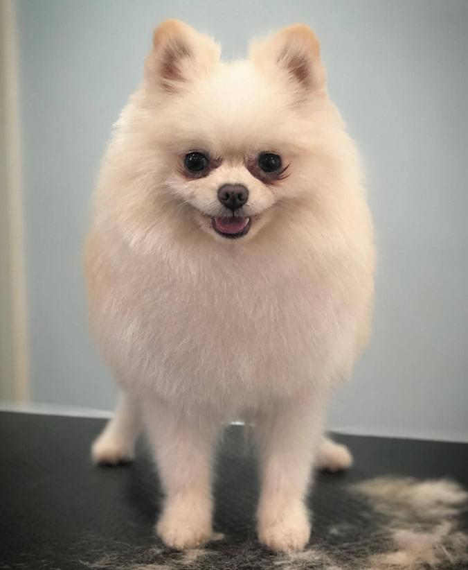 Pomerania Advance Pomerania de Affinity