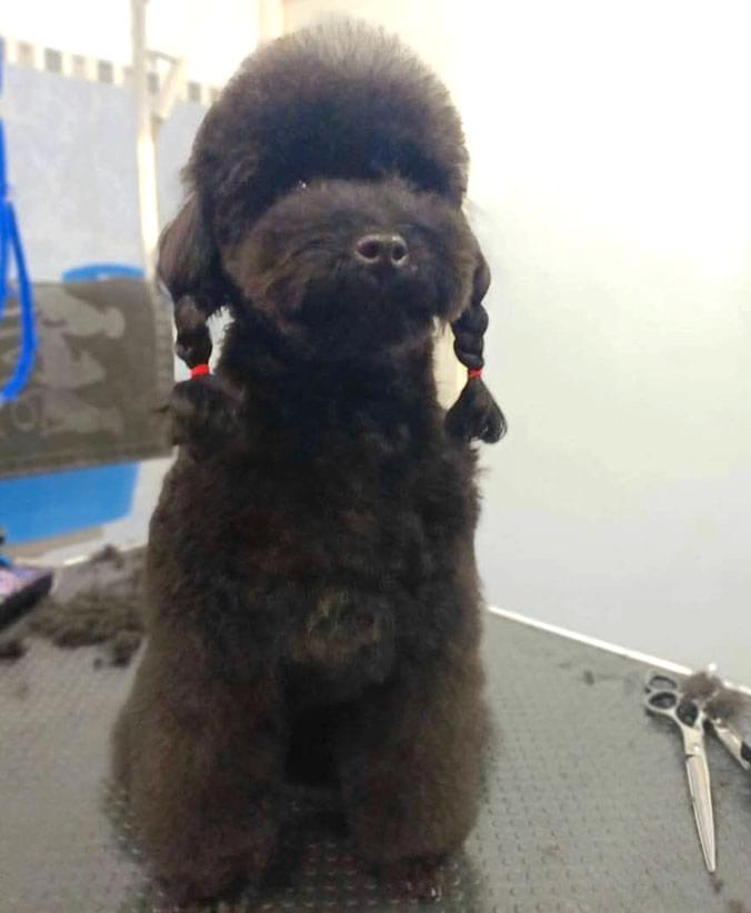Caniche con corte asiático Advance Caniche con corte asiático de Affinity