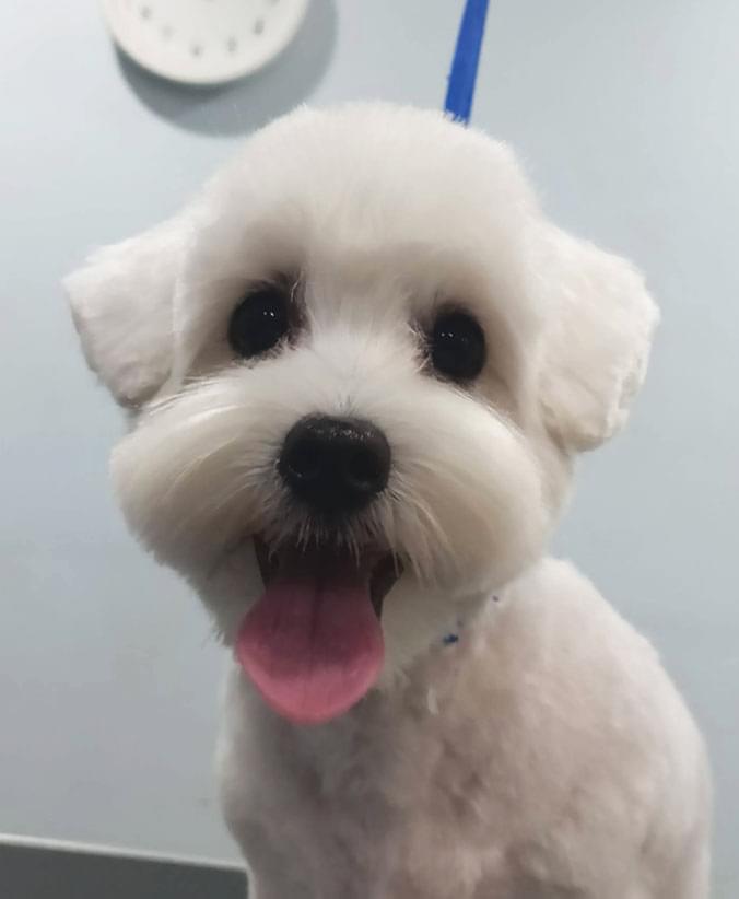Bichón maltés con carita Advance Bichón maltés con carita de Affinity