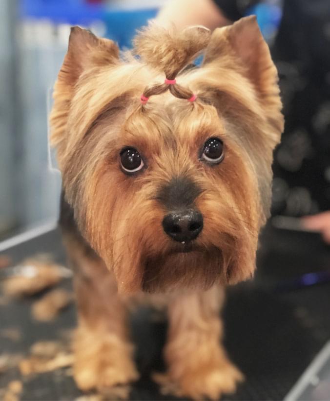 Yorkie con carita Advance Yorkie con carita de Affinity