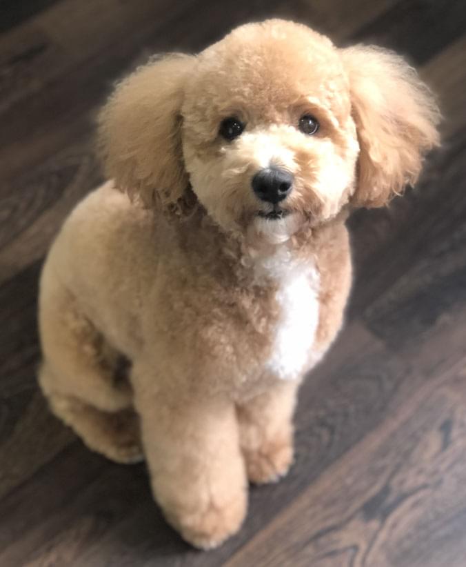 Caniche chocolate con corte de raza Advance Caniche chocolate con corte de raza de Affinity